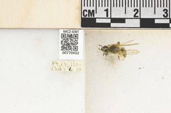 Media type: image;   Entomology 770432 Aspect: Labels